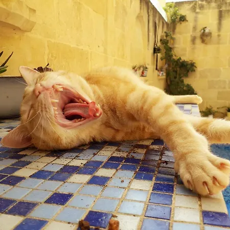 Laremi Gozo Nadur
