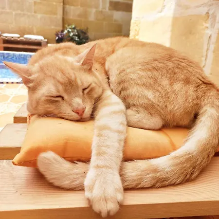 ベッド・アンド・ブレックファスト Laremi Gozo