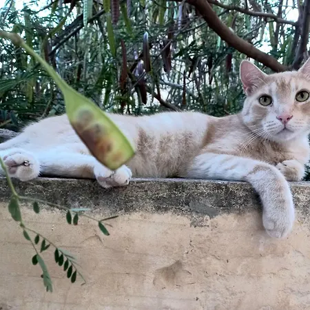 Laremi Gozo 4* ナダ