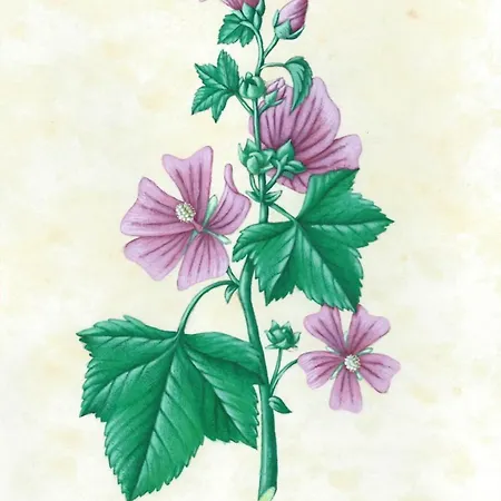 Couette-café Laremi Gozo In-Nadur