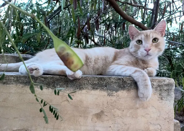 Laremi Gozo 4* Nadur